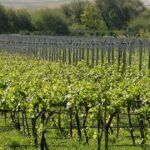 Visitas y catas: cuáles son las bodegas de la provincia de Buenos Aires