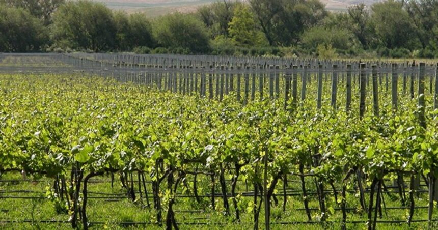 Visitas y catas: cuáles son las bodegas de la provincia de Buenos Aires