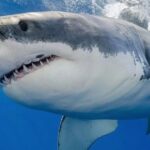Una turista estadounidense murió en Bahamas tras ser atacada por un tiburón