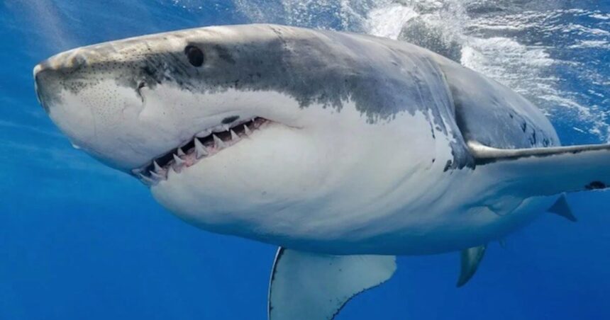 Una turista estadounidense murió en Bahamas tras ser atacada por un tiburón Una turista estadounidense murió en Bahamas tras ser atacada por un tiburón