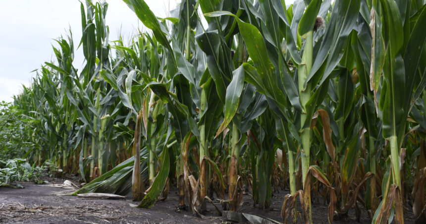 El Niño cambió la cara de la campaña agrícola: en qué zona todavía falta agua El Niño cambió la cara de la campaña agrícola: en qué zona todavía falta agua