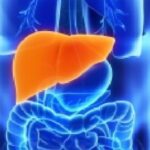 Cuáles son los 5 alimentos que mejor protegen el hígado