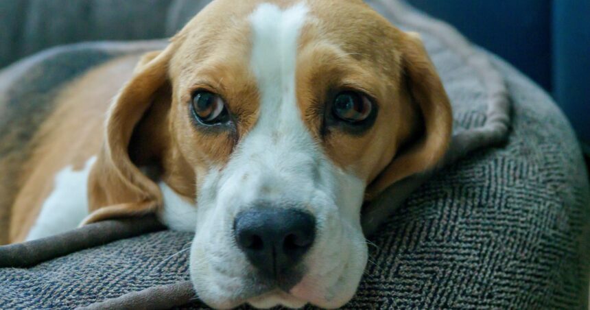 Cómo detectar las primeras señales de “alzheimer canino” en mi mascota Cómo detectar las primeras señales de “alzheimer canino” en mi mascota