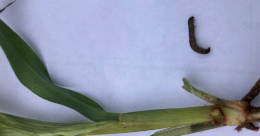 Ataque de Elasmopalpus lignosellus en sorgo: cómo controlar la plaga Ataque de Elasmopalpus lignosellus en sorgo: cómo controlar la plaga