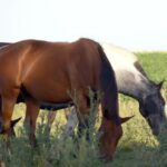 Encefalomielitis equina: se autorizó el primer lote de 300 mil dosis de la vacuna