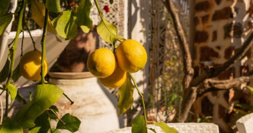 Las ventajas de tener un limonero en el hogar y cómo cuidarlo Las ventajas de tener un limonero en el hogar y cómo cuidarlo