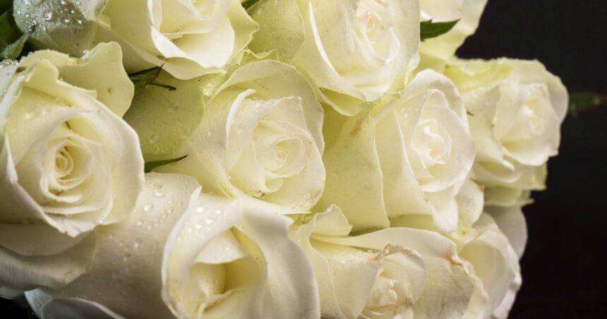 Cómo hacer el ritual de limpieza con rosas blancas para eliminar energías negativas Cómo hacer el ritual de limpieza con rosas blancas para eliminar energías negativas