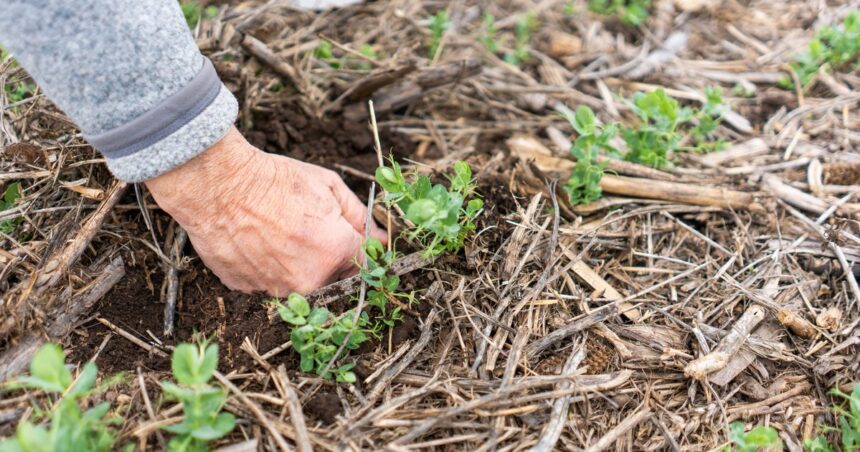 Bayer lidera la revolución de la agricultura regenerativa Bayer lidera la revolución de la agricultura regenerativa
