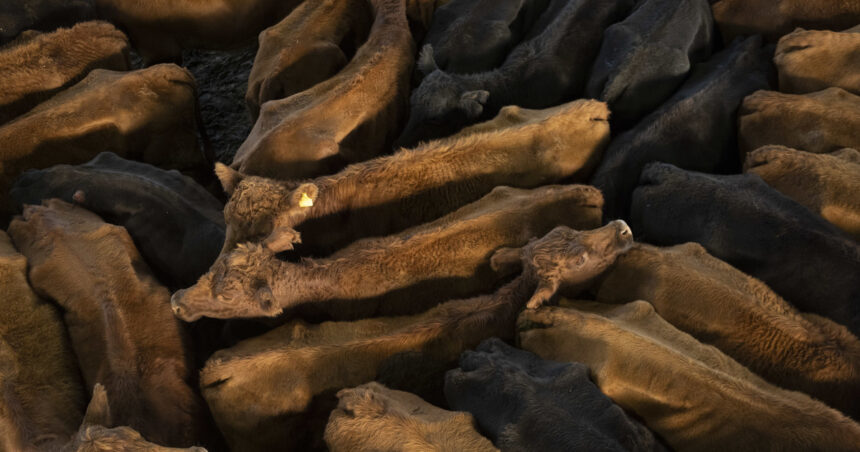 Se afianzaron los valores de la hacienda en el Mercado Agrogandero Especial