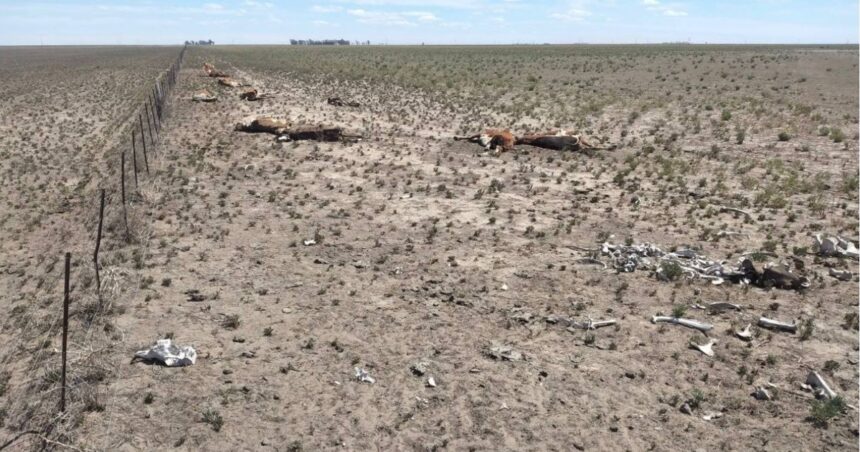 Se prolonga la sequía en una zona bonaerense y alertan por la mortandad de animales