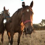 La encefalomielitis equina, el dramatismo que le faltaba al fin de año