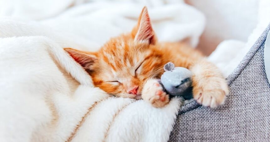 Los significados de las posturas que adoptan los gatos cuando duermen
