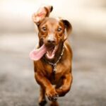 Cuáles son las palabras que aman los perros según la ciencia