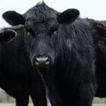 En noviembre volvió a crecer la faena de bovinos