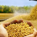 Cuál es la importancia de la soja en las carnes bovina, porcina y aviar