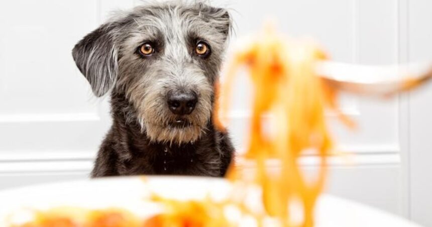 ¿Qué es mejor para los perros arroz o pasta?