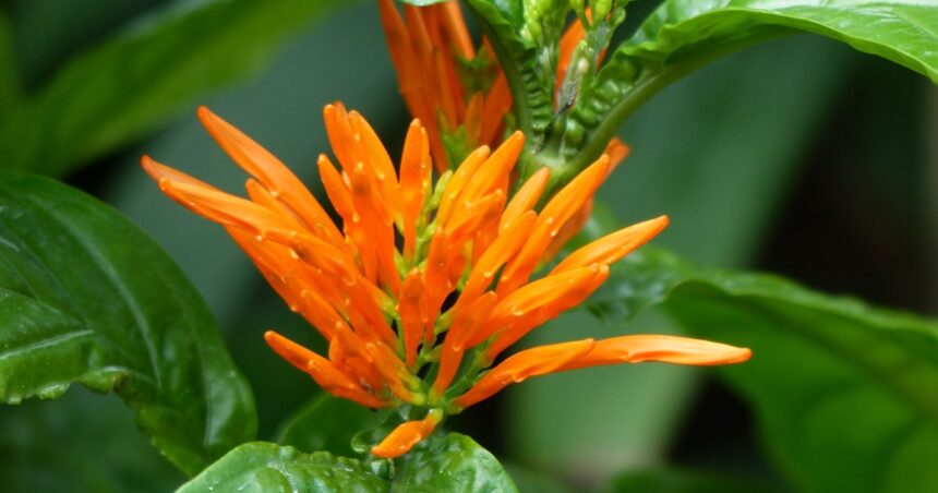 Muicle: cuáles son las potentes propiedades de esta planta ancestral y cómo ingerirla Muicle: cuáles son las potentes propiedades de esta planta ancestral y cómo ingerirla