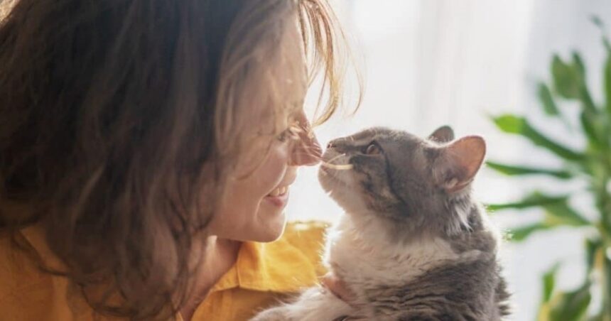 Por qué a los gatos les gusta tocar su nariz con la de su dueño Por qué a los gatos les gusta tocar su nariz con la de su dueño