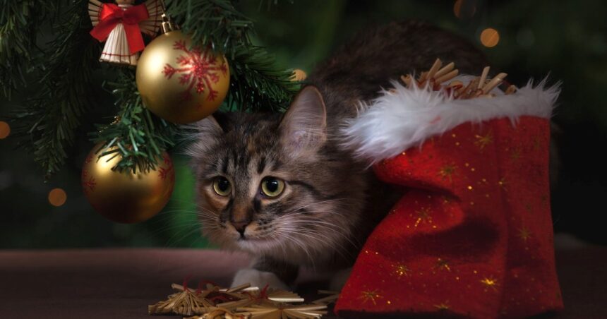 5 consejos para evitar que mi gato rompa el árbol de Navidad