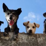 Qué pasa si un perro come lentejas