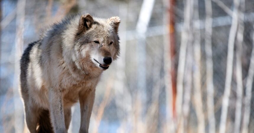 El lobo regresa a Europa, pero no todos lo quieren vivo El lobo regresa a Europa, pero no todos lo quieren vivo