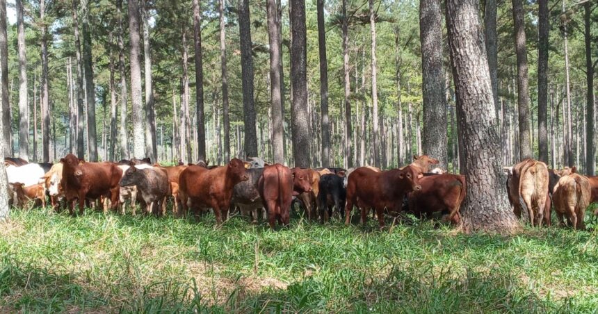 La FAO pide aumentar la producción de carnes en el mundo La FAO pide aumentar la producción de carnes en el mundo
