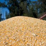 Prohibido prohibir exportaciones: Milei tendría US$ 15 mil millones de superávit comercial