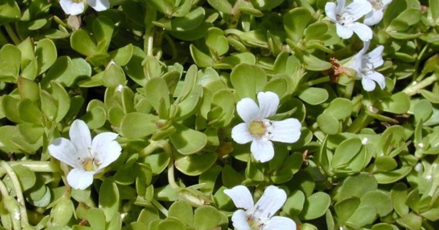 La potente planta medicinal que mejora el estado de ánimo y protege la memoria