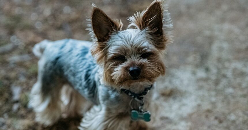 Señales para saber si un perro está enojado Señales para saber si un perro está enojado
