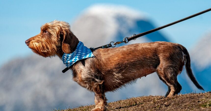 ¿Cómo puedo evitar que un perro muerda su correa? Consejos de los especialistas ¿Cómo puedo evitar que un perro muerda su correa? Consejos de los especialistas