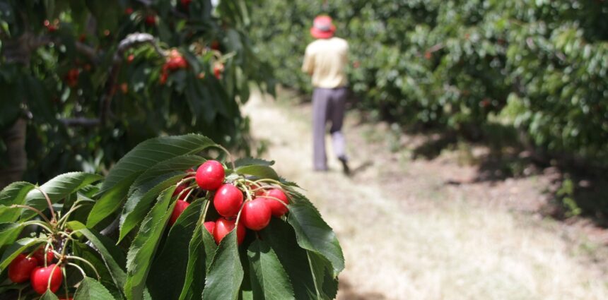 Semáforo rojo en el campo: hay doce cultivos de economías regionales en crisis Semáforo rojo en el campo: hay doce cultivos de economías regionales en crisis