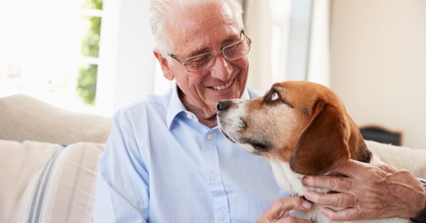 ¿Cómo saber si un perro está viejo? Cinco señales que lo revelan ¿Cómo saber si un perro está viejo? Cinco señales que lo revelan