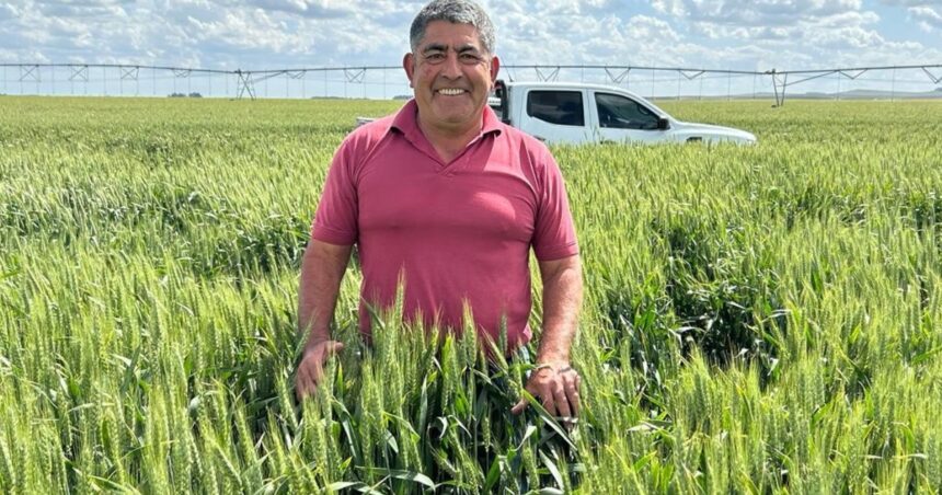 Logró un rinde histórico fertilizando con purín de cerdo, pero el granizo le arruinó la cosecha Logró un rinde histórico fertilizando con purín de cerdo, pero el granizo le arruinó la cosecha