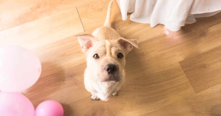¿Qué pasa si le das yogur a un perro?