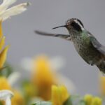 ¿Cómo atraer a los colibríes a mi jardín?