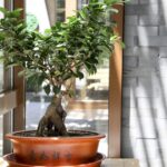 Secretos de la jardinería oriental: ¿cada cuánto debe regarse un bonsái?