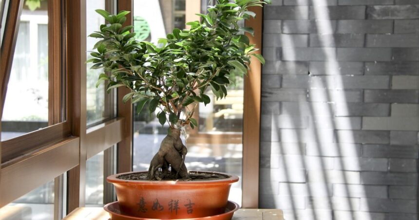 Secretos de la jardinería oriental: ¿cada cuánto debe regarse un bonsái? Secretos de la jardinería oriental: ¿cada cuánto debe regarse un bonsái?
