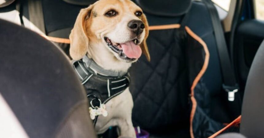 Vacaciones con mascotas: consejos básicos para viajar con tu perro o gato Vacaciones con mascotas: consejos básicos para viajar con tu perro o gato