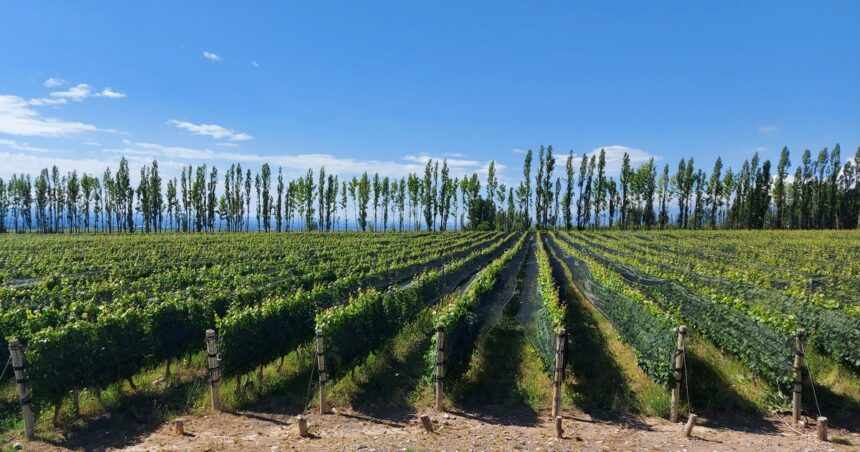 La industria del vino, en alerta ante la posible suba de retenciones La industria del vino, en alerta ante la posible suba de retenciones