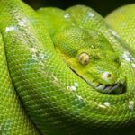 Encuentran una serpiente que trepa los árboles con un movimiento nunca visto