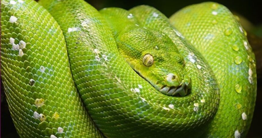 Encuentran una serpiente que trepa los árboles con un movimiento nunca visto Encuentran una serpiente que trepa los árboles con un movimiento nunca visto