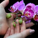 Entre las nuevas especies descubiertas en 2023 hay palmeras subterráneas y hongos antárticos