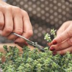Cuál es la conocida hierba aromática que quema grasas y podría reducir el colesterol