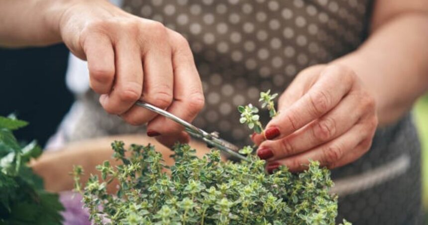 Cuál es la conocida hierba aromática que quema grasas y podría reducir el colesterol
