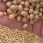 Ley Ómnibus: alarma en el campo por posibles cambios en la Ley de Semillas