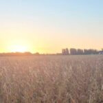 Bajarían algunas retenciones, pero el “aporte” del campo se mantiene