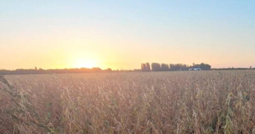 Bajarían algunas retenciones, pero el “aporte” del campo se mantiene Bajarían algunas retenciones, pero el “aporte” del campo se mantiene