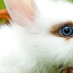 Mascotas: ¿cuáles son las razas de conejos más cariñosas?