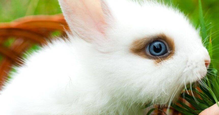 Mascotas: ¿cuáles son las razas de conejos más cariñosas?