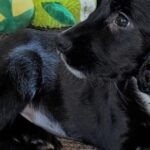 Una perrita nació con 6 patas, fue abandonada y sucedió algo maravilloso